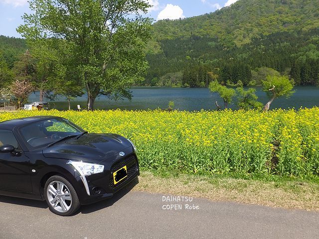 飯山市 北竜湖と菜の花 15 5 7 Copenコペンこぺんこ